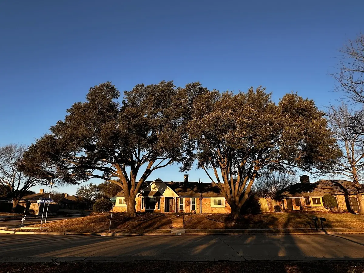 Established residential canopy tree shading a home in Dateland